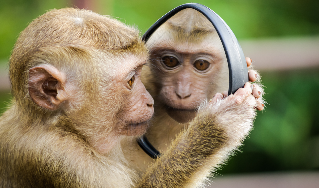 monkey brain engaging buyers