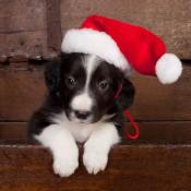 Succeed online at Christmas - Part Two
